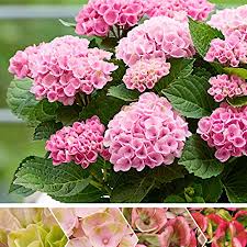 Es genügt, dass die pflanzen im herbst und solitärbäume sind sofort nach dem einpflanzen ein absoluter hingucker in jedem garten. Hydrangea Macrophylla Revolution Pink Hortensien Rosa Winterharte Pflanzen Fur Garten Hohe 15 20 Cm Topf O 12 Cm Amazon De Garten