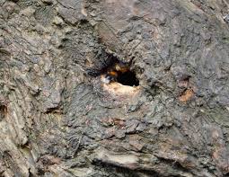 They build their homes under your porch, eaves and cracks in your walls. Bumblebee Nest In Tree