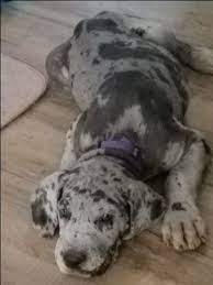 Great Dane Puppy For Sale In Bossier City La Adn-33516 On Puppyfindercom Gender Female Age 8 Weeks Old Great Dane Puppy Great Dane Puppies For Sale