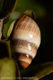 Image result for Alinula sp.