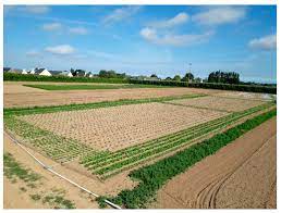 Humans have been managing agricultural pests for thousands of years. Insects Free Full Text The Potential For Decision Support Tools To Improve The Management Of Root Feeding Fly Pests Of Vegetables In Western Europe Html
