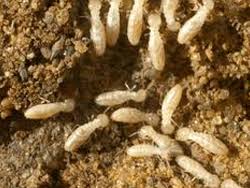 Be safe from dengue, chikangunya and other diseases with a quick, odourless and safe pest control service in chennai. Godrej Pest Control Services In Noida Offered By Godrej Pest Pest Control Service In Noida Sector 15 Noida Click In
