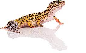 We did not find results for: Lizards Learn A Silly Walk After Losing Their Tails Scientific American