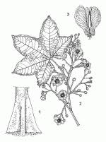 Image result for Triplochiton zambesiacus