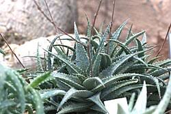 Image result for Aloe haroniensis