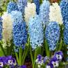 Green shrimp, green ice crossandra, turquoise crossandra. Https Encrypted Tbn0 Gstatic Com Images Q Tbn And9gcrn5z6qs K8psx211zh874azrcypaelhzp3fnz9gj25ks2mpvtq Usqp Cau