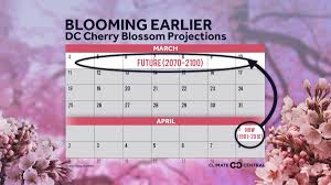 projected cherry blossom bloom dates in a warming world