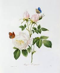Read reviews from world's largest community for readers. Roses Redoute 1835 Artist Artist Als Kunstdruck Oder Handgemaltes Gemalde