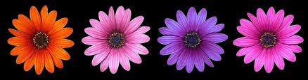 Check spelling or type a new query. Flower Flowers Daisy Summer Blue Blossom Orange Blossom Purple Flower Yellow Flower Purple Orange Flowers Summer Flower Pikist