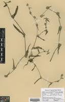 Image result for Cyanotis foecunda