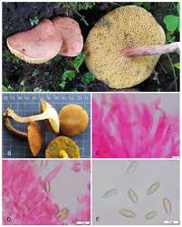 Image result for Xerocomellus diffractus