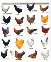 55 proper small chicken breeds