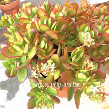 This is a natural process and not a sign that there is a problem with your plant. Why Are My Jade Plant Leaves Turning Yellow And Falling Off Succulent Plant Care