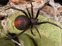 Again, we aren't sure about the origin of this slang, but we can confirm that there are no actual jugs involved. Fired Whole Foods Worker Sues After Nation S Scariest Spider Attacks Him On The Job Gothamist
