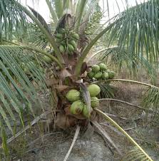 Pengenalan kepada kelapa hibrid matag yang disyorkan oleh jabatan pertanian. Projek Tanaman Kelapa Matag Ppk Bagan Datuk Home Facebook