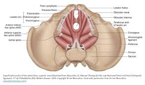 Muscles of the pelvic floor do not cross from the pelvis to another body part; Pelvic Floor Anatomy Acsm Pelvic Floor Pelvic Floor Muscles Pelvic Floor Dysfunction