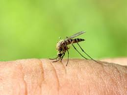 How to prevent mosquito bites? How To Get Rid Of Mosquitoes Tips For Hotels And Resorts Asi Blog