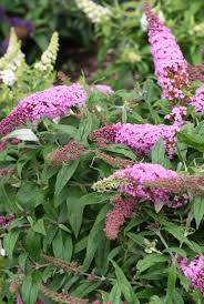 Free shipping on orders over $25 shipped by amazon. The Space Saving Size Of Pugster Pink Butterfly Bush Gets Even Better With These Full Size Blooms Your Bees Hummingbirds And Butterfly Bush Pink Plant Plants