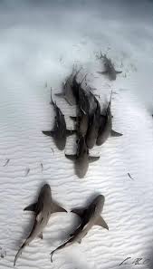 جاك العلم On Twitter Ocean Creatures Animals Shark