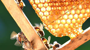 Installer Des Ruches Chez Soi Les 5 Choses A Savoir Ruche Ruche Abeille Abeille