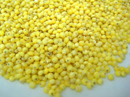 Image result for Panicum miliaceum