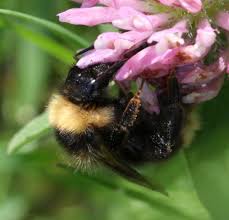 Image result for Bombus campestris