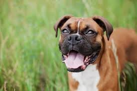 How long should a boxer dog be in the house? Pet Training Series How To Train A Boxer Puppy Pet Life Today