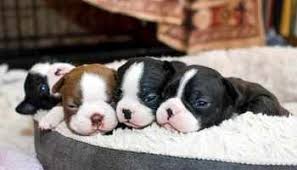 First things first, puppies require a focused diet full of the nutrients. Boston Terrier Puppies For Sale In Maine Petsidi