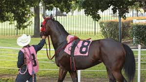 Between the live thoroughbred horse races, four camels, ostriches and zebras will all. Retama Park Horse Racetrack In Selma Texas