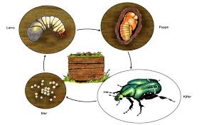 Pflanzenschutz Im September 5 Tipps Vom Pflanzenarzt Pflanzenschutz Pflanzen Heckenrose