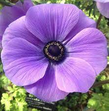 Anemones Plant Care And Collection Of Varieties Garden Org List Of Flowers Anemone Anemone Flower