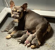 French bulldog puppy for sale in los angeles, ca, usa. Available French Bulldog Puppies For Sale