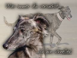 In deutschland ist er bereits seit dem 16. 4pfotenshop Hundewarnschilder Und Kratzfeste Autoaufkleber Mit Hundemotiven Hundeschilder Metallschilder Turschilder Whippet