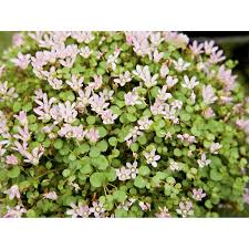 Image result for Rotala tenella