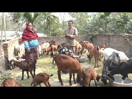 This is disturbing and i am afraid desperate fa. Starting A Goat Farm Example Of A Business Plan Business In America