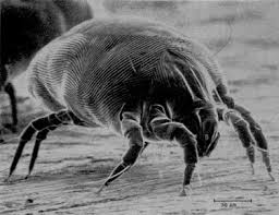 Image result for Dust mite