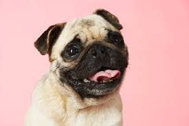 Templating engines are used to remove the cluttering of our server code with html, concatenating strings wildly to exist. Cainele Pug