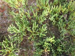 Image result for Halosarcia