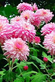 Maybe you would like to learn more about one of these? 30 Flowers That Bloom In Summer Annuals And Perennials For Late Summer