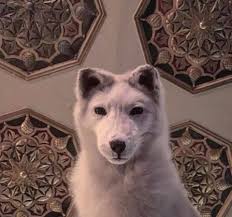 Kenny Rodgers the Arctic Fox has a special announcement tomorrow!!!!!  (Saturday) Any guesses?