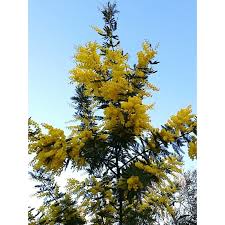 I fiori gialli si distingono dal vaso dello stesso colore grazie al marcato contorno marrone, ripreso anche nell'ombra sul tavolo. Albero Mimosa Acacia Dealbata Alberi Mediterranei