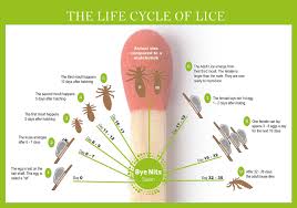 Image result for lice life cycle