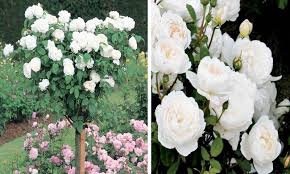 We did not find results for: White Roses Half Standard Garden Plants Online
