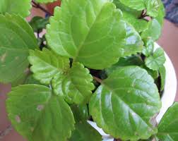 Image result for Plectranthus verticillatus