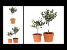 We did not find results for: How To Care For An Olive Topiary Indoor Outdoor Youtube