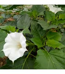 Image result for durman obecný plod