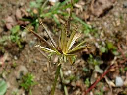 Image result for Bidens biternata