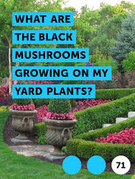 Pin On Pests Weeds Problems