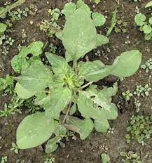 Maybe you would like to learn more about one of these? Identifying Weeds In The Garden
