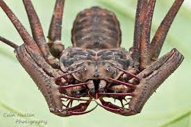 Huge fight between scorpion and camel spider, the spider wins and eats the scorpion after cutting its tail. Tailless Whip Scorpion Amblypygi Weird Insects Bugs And Insects Arachnids